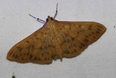Patania balteata