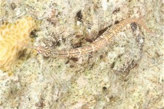 Corythoichthys ocellatus