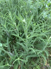 Achillea millefolium