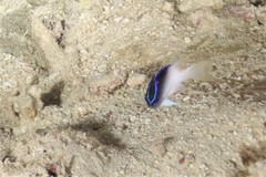 Chrysiptera rollandi