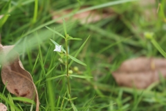 Scleromitrion diffusum