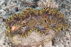 Tridacna derasa