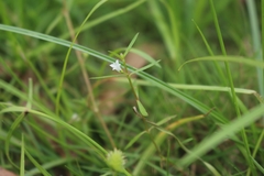 Scleromitrion diffusum