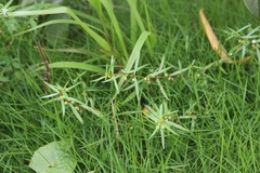 Scleromitrion diffusum