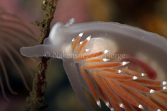 Coryphella