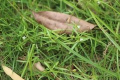 Scleromitrion diffusum