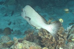 Plectorhinchus pica