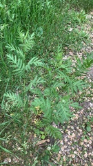 Tanacetum vulgare