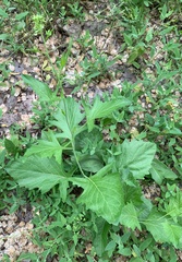 Sisymbrium volgense