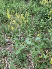 Sisymbrium volgense
