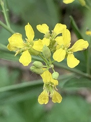Sisymbrium volgense