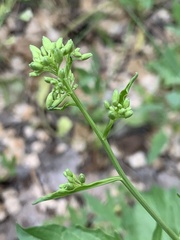 Sisymbrium volgense