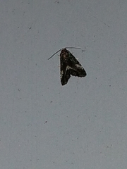 Homophoberia apicosa