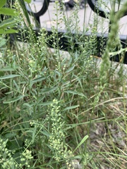 Lepidium ruderale