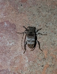 Ecyrus