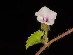 Ipomoea hackeliana