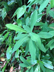 Daphnopsis americana
