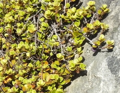 Myrsine nummularia
