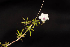 Ipomoea coptica image