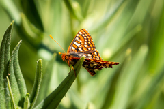 Euphydryas anicia