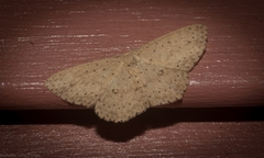 Cyclophora turneri