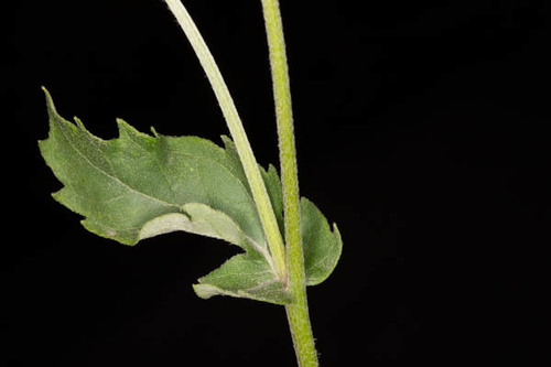 Verbesina encelioides