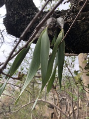 Prosthechea karwinskii