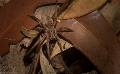 Mituliodon tarantulinus