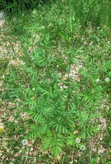 Tanacetum vulgare