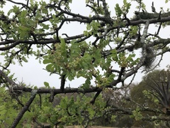 Bursera glabrifolia