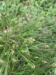 Carex