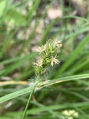 Carex