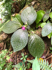 Chrysothemis melittifolia