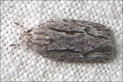 Agriophara leptosemela