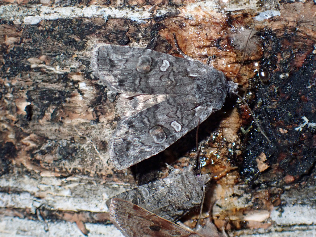 Luke-warm Pinion Moth