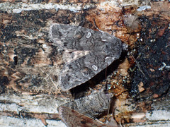 Lithophane tepida