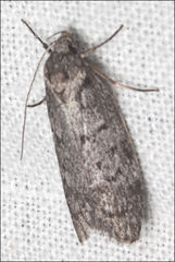 Ericrypsina chorodoxa