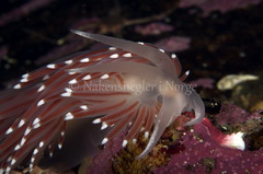 Coryphella