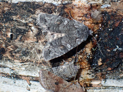 Lithophane tepida