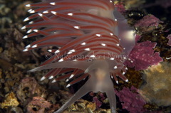 Coryphella