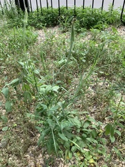 Tragopogon dubius