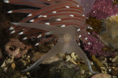 Coryphella