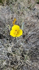 Calochortus aureus