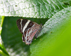 Erateinini