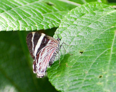 Erateinini