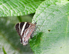 Erateinini
