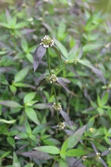 Exallage auricularia