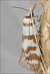 Philobota impletella