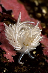 Favorinus blianus