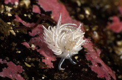 Favorinus blianus